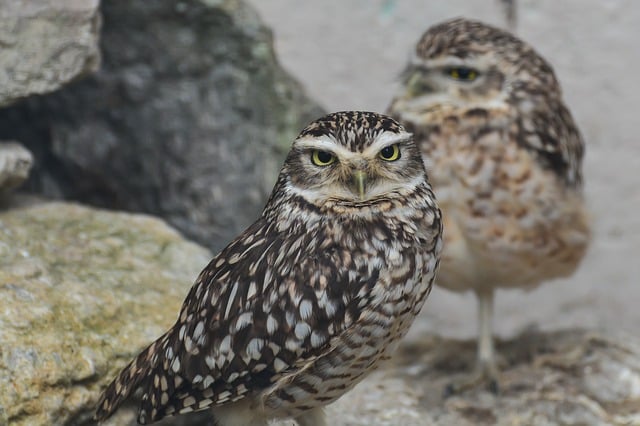 Chouette chevêchette